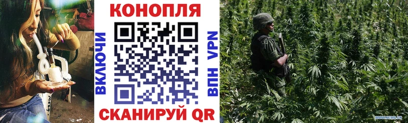 Конопля план  Балтийск 